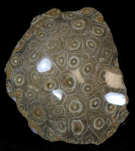 Polished Fossil Coral - Morocco #35326